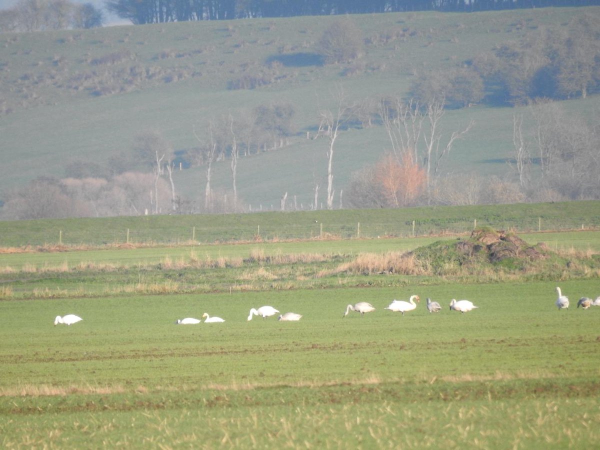 RichardThomlin2's tweet photo. Distant views of 3 swan species great to see 3 bewick's, Adlingfleet South of @Blacktoft_Sands 
The bewick's were originally with a huge flock of pinkies on the other side. Also curlew, golden plover, lapwings and thrushes en route.
@vikingoptical @Lincsbirding @Matthew72971990 https://t.co/OB6sWeoqfl