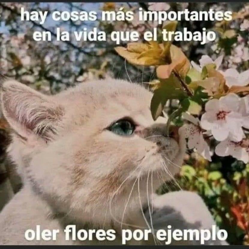 Dilo con gatitoz tweet media