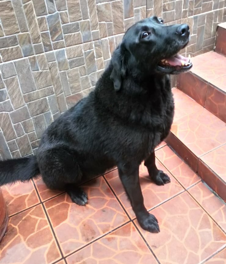 AlertaMePerdi's tweet image. #PERDIDO #QUITO
Nombre: #NEGRO
Fecha: 27/11/24
Sector: Norte, Crisantemos y Madroños
Sexo: Macho
Raza: Labrador 
Obsv.: Pelaje color negro, mentón blanco por la vejez, esterilizado, collar con placa
Contacto: 0987302954
¡Ayúdalo a volver con su familia!
#AlertaMePerdí