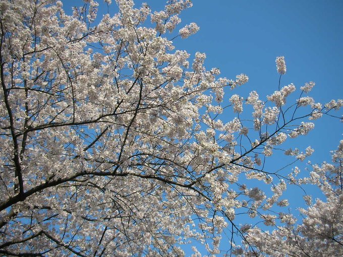 tanosiisupi_bot's tweet image. Enlightenment simply means living happily, and once this way of life sinks in, never wavering again.

悟るとは単に幸せに生きる事。
その生き方が腑に落ち、もうブレなくなる事。
#enlightenment #悟り