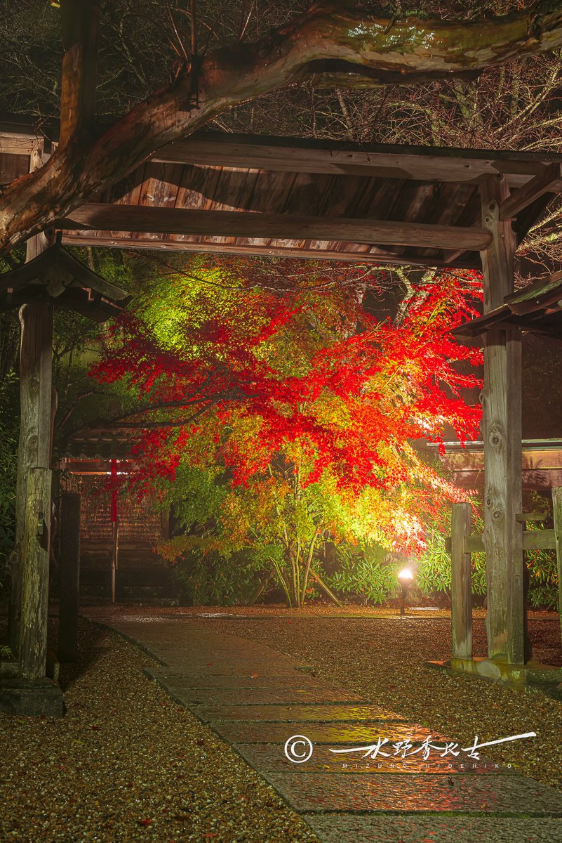 📷 26 Nov. 2024 / LUMIX S1R 