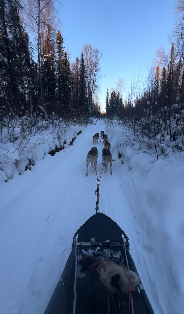 Test run complete! 🐾 

Our yearlings gave the trail a paws-up, and it’s looking amazing! ❄️✨

Ready to join the adventure? 🚴‍♀️ Book your spot now and hit the trail with us! ⬇️

Aksleddogtours.com