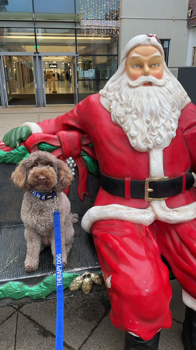 LouDay100's tweet photo. My Heart!! 💜🎄💜 @essextherapydog @BaytreeBwd #Christmas2024 #SANTA https://t.co/NnTQuayQsA
