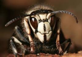 Hornet 1,200 has died 
😭😭😭😭😭🕊️🕊️🕊️🕊️🪦🪦🪦💔