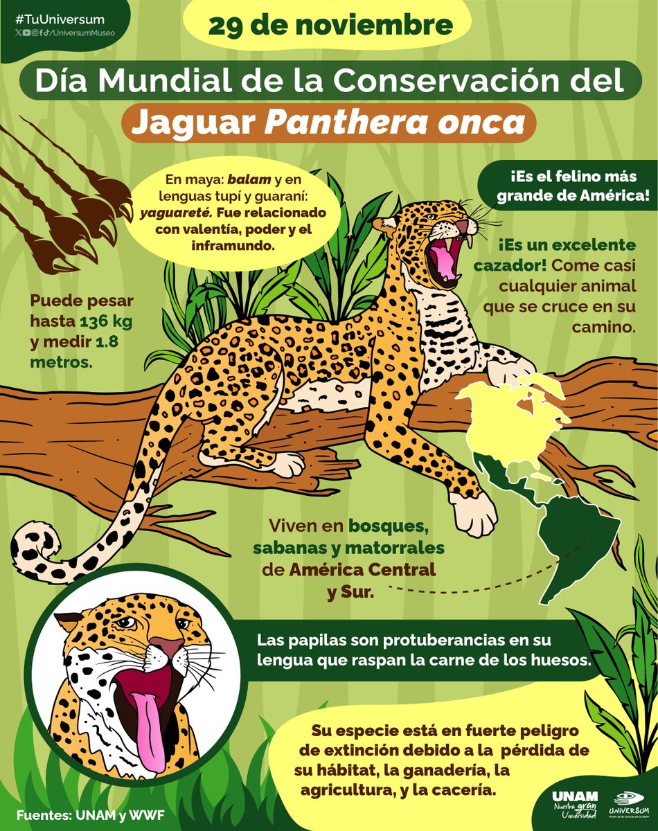 #UnDíaComoHoy se celebra el el Día Mundial de la Conservación del Jaguar. 🐆🧡

Aquí te dejamos más datos sobre este gran felino. 👇🏽
#TuUniversum