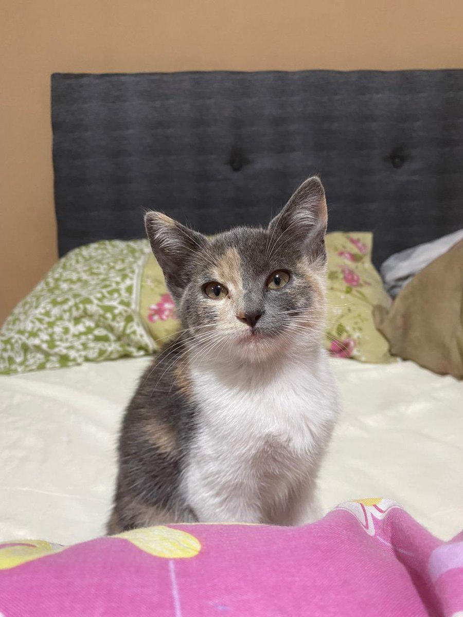 Gatita de 2 meses en adopción. Ya está desparasitada. Por fis, ayúdenme compartiendo para llegar a una persona responsable 🥹🙏🏻