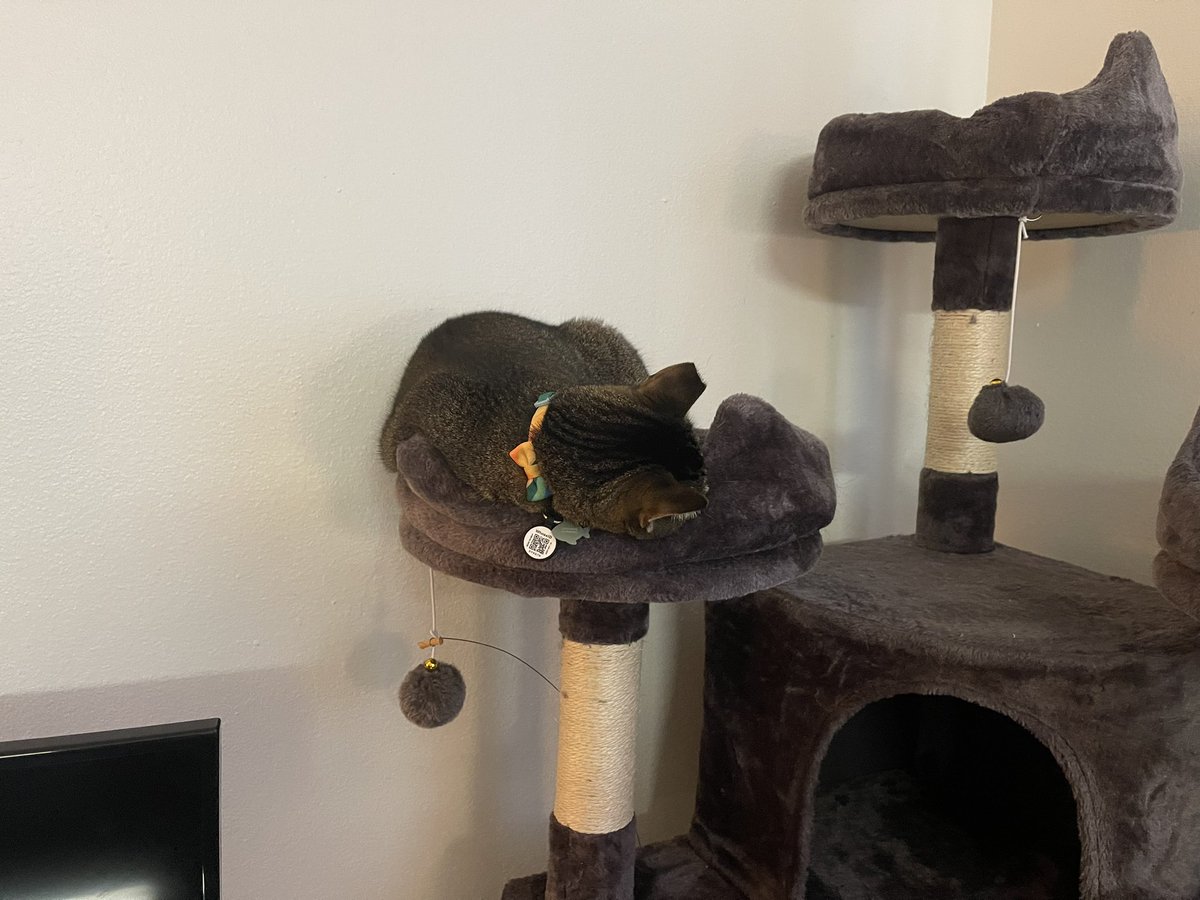 eeeeeva_susan's tweet photo. I’m probably going to be moving to mostly use Bluesky from now on, find me there at https://t.co/ijDQPF7Ksv! Featuring Bart taking one of his signature strange naps. https://t.co/X22DzBxryr