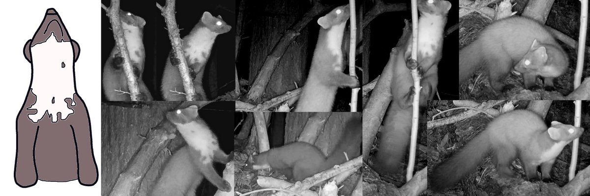 heemdijk's tweet image. Cameras are positioned at the northern border and initial checks revealed two new specimens. #pinemartens #Codie#24, #Vouf#24