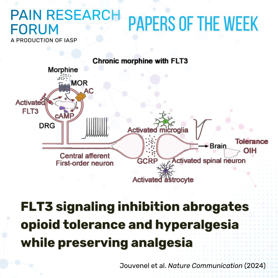 PainResForum's tweet photo. Check out this #EditorsPick from Jouvenel et al. and @NatureComms describing how FLT3-inhibitors may enhance morphine analgesic potency without aggravating other morphine-induced adverse effects in postsurgical models of #chronicpain https://t.co/q6XysG5Ipi #PapersoftheWeek #PRF https://t.co/W6o87PHDPw