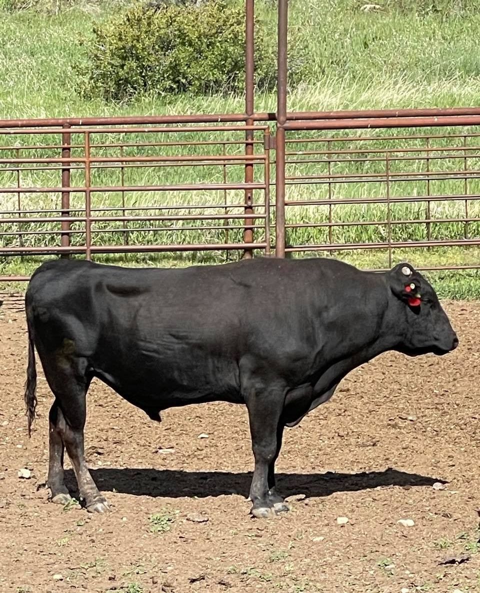 Steakcenter's tweet image. Raising healthy, high-quality cattle is our passion at Steak Center Cattle Company. Taste the difference in every bite! #SteakCenterCattleCompany #Livestock #QualityBeef