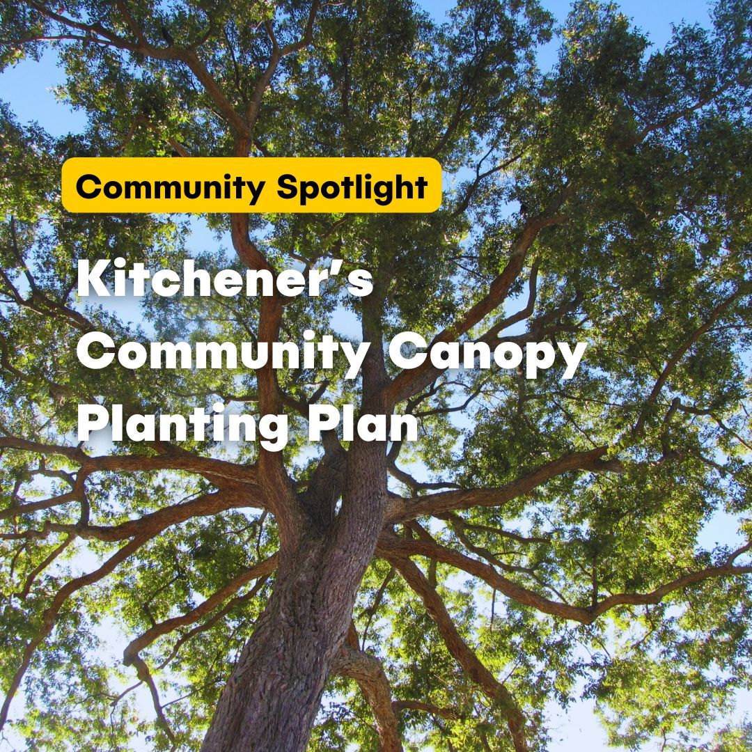 Kitchener conducted community engagement in Chandlar Mowat neighbourhood, a lower-income area, to co-design a community canopy planting plan. The average canopy cover in this community is roughly 8.5%, much lower than the citys average of 27%. Learn more: buff.ly/4fuuIMq