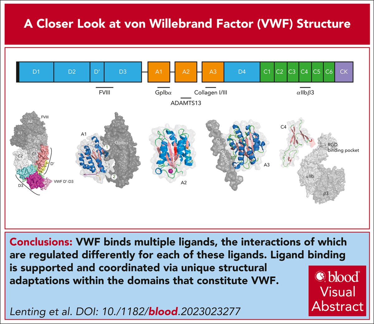 BloodPortfolio's tweet photo. How unique structural adaptations support and coordinate the complex function of von Willebrand factor
https://t.co/jMZ8wJeSLN #thrombosisandhemostasis #reviewseries https://t.co/mWCFBx2WIZ