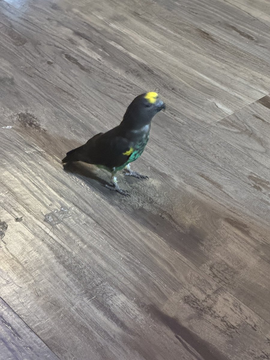 warmaliens's tweet photo. Scout is being a bug and walking all around the house for some reason https://t.co/9JOKy6QZWd
