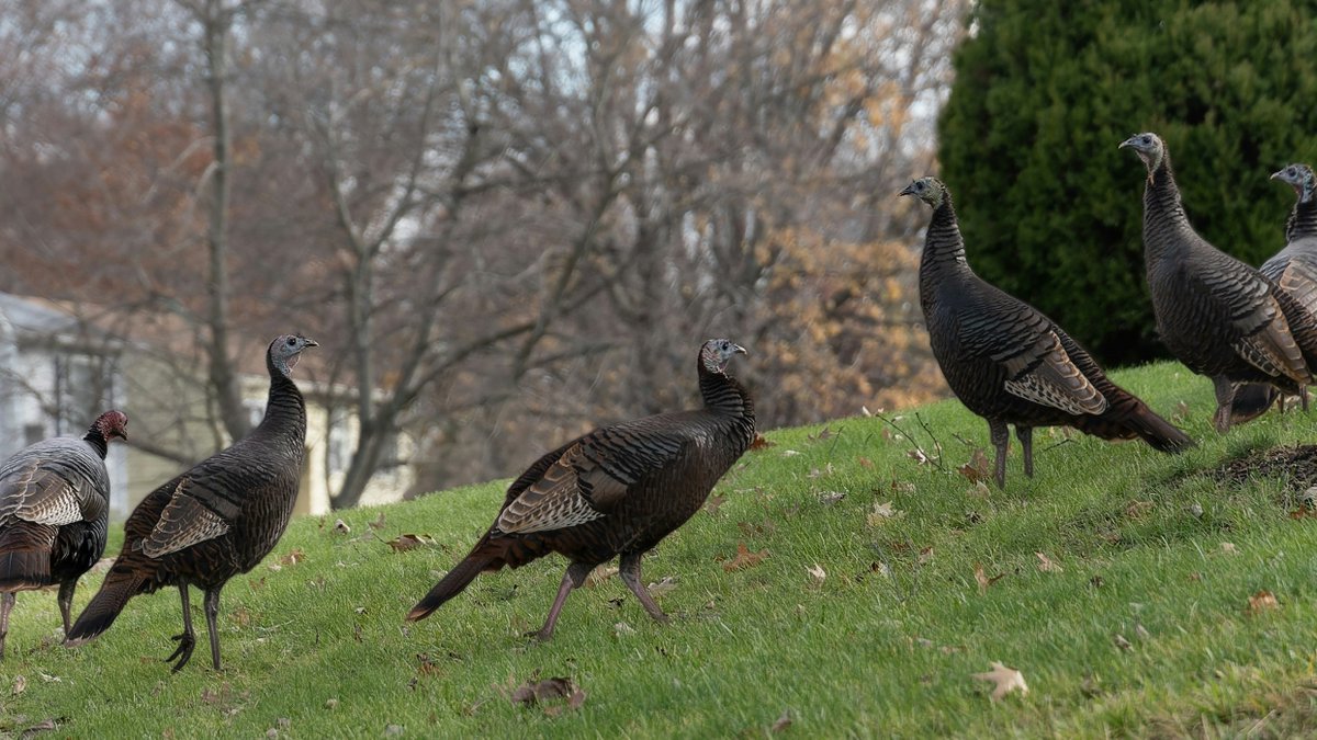 RealCareernet's tweet image. Everyone is wrapping up early today.  Reach out to set up next Monday, wish a Happy Thanksgiving, then send the team home. Enjoy!  #wrappingup #reachout #happythanksgiving #careernet #careernetnation #justinterview