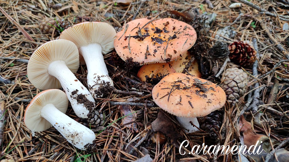💥 Russula roseipes
 
Cutícula lisa aterciopeladada y separable de colores que van del rojo a los naranjas amarillos. Láminas crema, rectas y apretadas. Pie cilíndrico y largo, a veces con tonalidades del mismo color que el píleo. De sabor dulce. En Pinus sylvestris a 1400msnm.