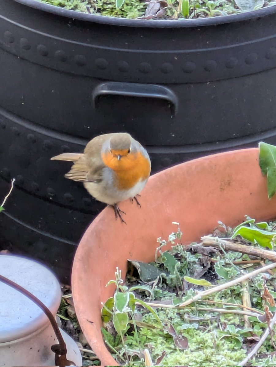 linfieldlass's tweet photo. Wee bob our resident Robin waiting patiently for his mealworms ❤️ https://t.co/AGO9UyT66t