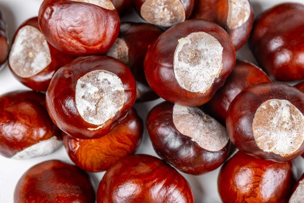 Jamie_ADID's tweet photo. Witchy Wednesdays - Chestnut

https://t.co/ZqjXybvXMU

#witch #magick #chestnut https://t.co/SxoMGy0VSw