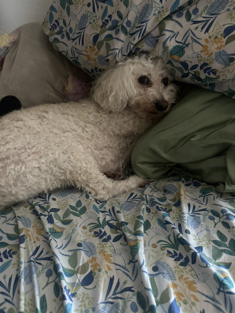 PoodleBoyLoki's tweet photo. Plz give me some turkey 🍗🦃 https://t.co/3zB71TPjuk