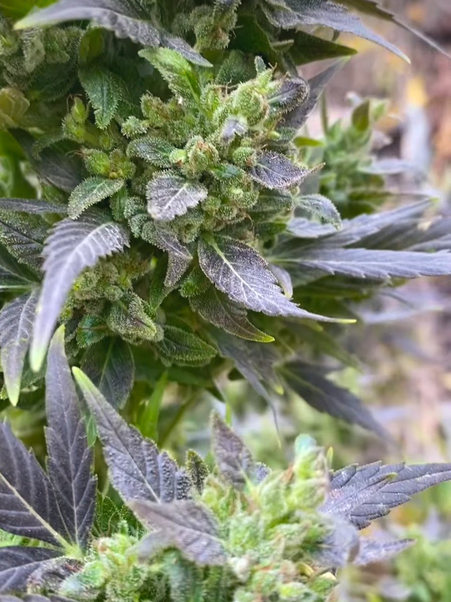 Fernand49034227's tweet photo. Canna🍋
#ganja #sinsemilla #OGlemon https://t.co/AxaCB8y9kl