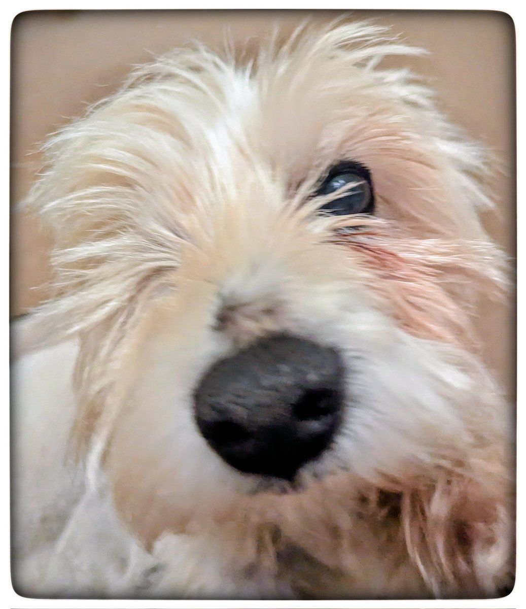 Looks like Fred has taken a selfie 🤣
Getting my attention 😊 
You can see his beautiful eye 
He's determined 
Has routine ✨
Loves a snuggle and a chat 
Freddie ❤️
Things that make me happy 💛
#Gentleness 🩵
#Ready4Freddie 💚🐶 
#KeepGoing x⛅