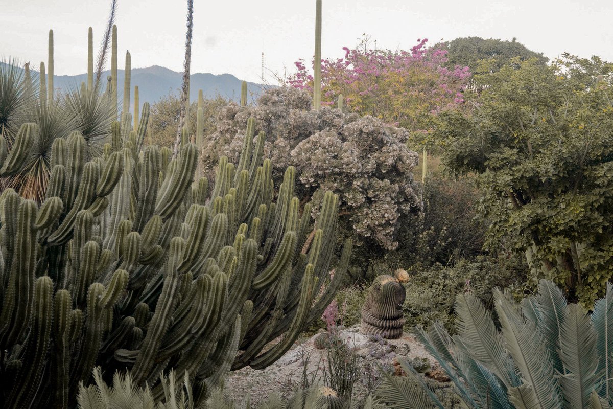 Texturas en postales del Jardín Etnobotánico de Oaxaca. 

(Claro que siempre imaginando a mi clubcito en estos espacios)
