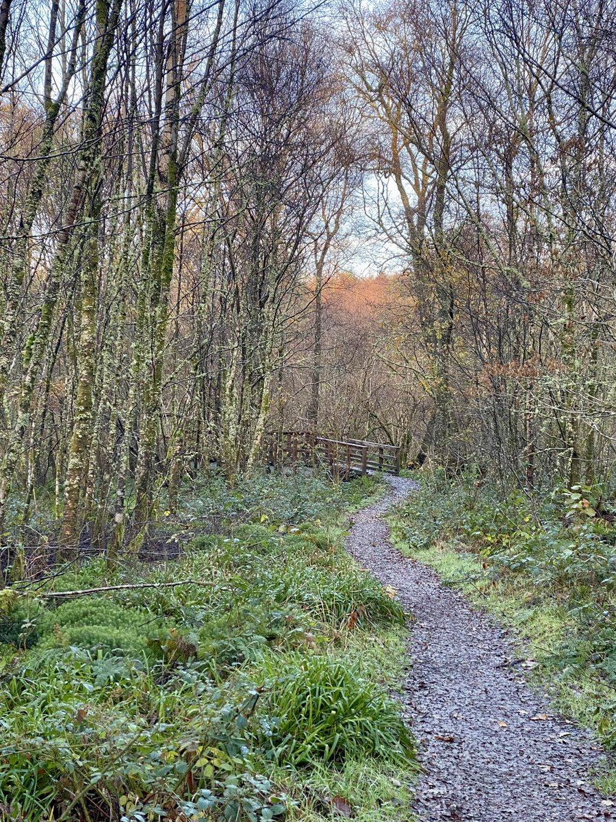 ScotIrishShop's tweet photo. Visiting the Rowardennan and our holiday lodge this week. Enjoyed a walk along the West Highland Way and the stunning autumn scenery.    #lochlomondholidaylodge  #rowardennanlodge27 https://t.co/3qmSSKZK7c