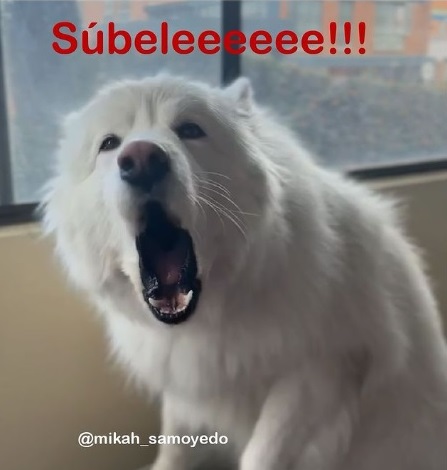 a wi wi súbanle a la bocina #malcriada
<a href="/mathildesobrino/">Mathilde</a> #pepepecas