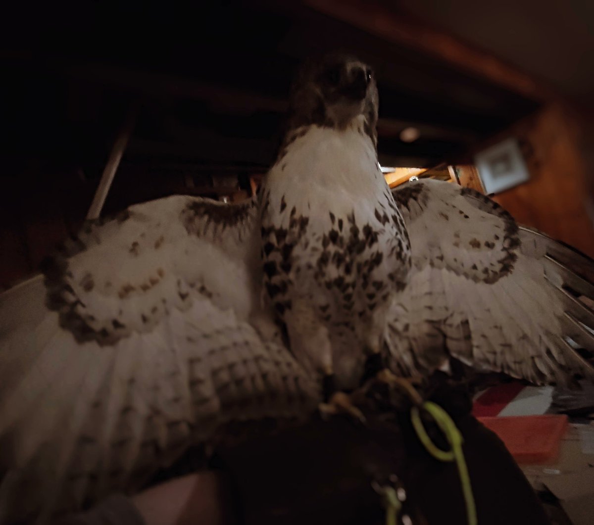 Here we go again!
Introducing Madam Meaty Mitts (I haven't named her yet lol)