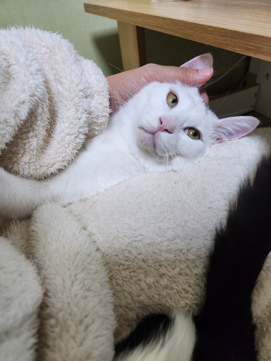 #아기고양이와복 #입양홍보

손길이 좋은 와복이☺️

6개월 남아 와복이

입양문의👉 카카오톡아이디 104965

#고양이 #고양이입양 #아기고양이입양 #와복 #하얀고양이 #고양이임시보호 #하미야네임보묘 #서울 #경기 #경북 #남양주시 #안동 #터키쉬앙고라믹스