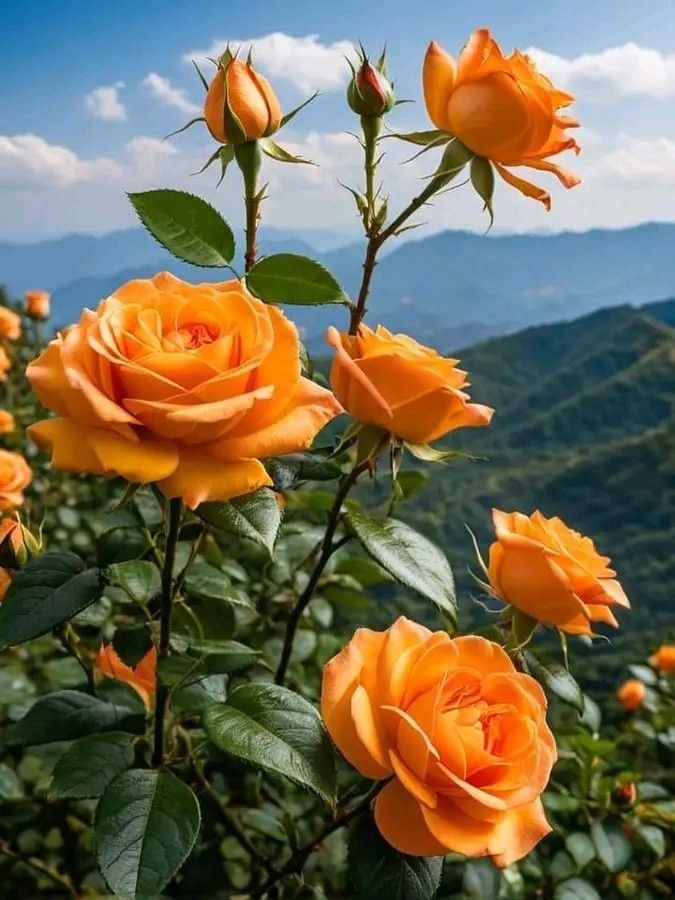 LoveU_Nature tweet media