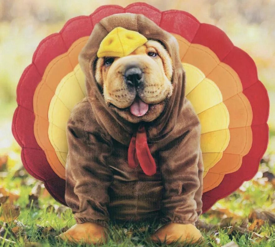 PawsnTails4TX's tweet image. 🍁🦃Happy Thanksgiving🦃🍁 
TY #Fosters #Adopters #Rescues #Advocates #Pledgers #RePosters #Volunteers &amp;amp; all that dedicate their time 2 saving many lives in need everywhere🙏🐾❤️You’re a true blessing, so appreciated, I wish the happiest holiday season 4 U &amp;amp; your family/friends