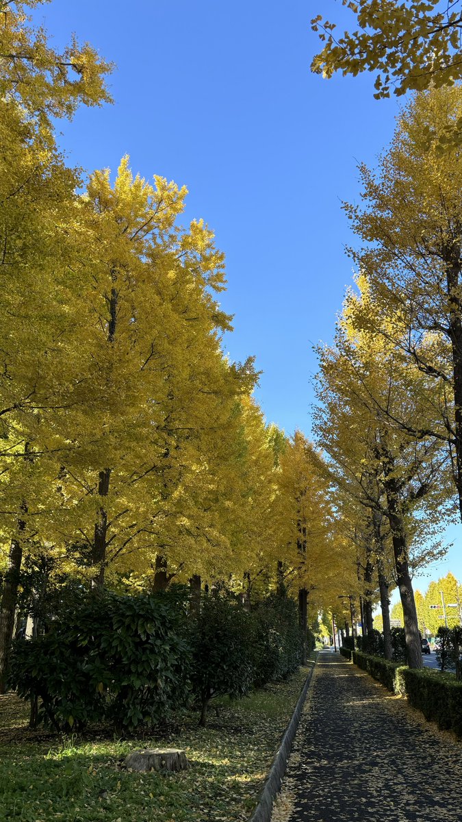 annaistireddd's tweet photo. 秋には近所が素敵だね〜 https://t.co/xKtHO1SVzj