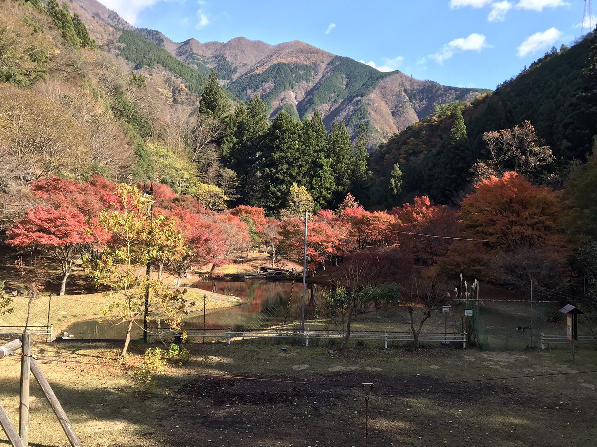 kuretake2985's tweet photo. おはようございます🍁
昨夜の風にも負けずまだまだ🍁頑張っています😄
静岡県×ゆるキャン△ステッカー、まだまだ在庫あります😊お気軽にお立ち寄りくださいね🍀 https://t.co/473LiNXO7X