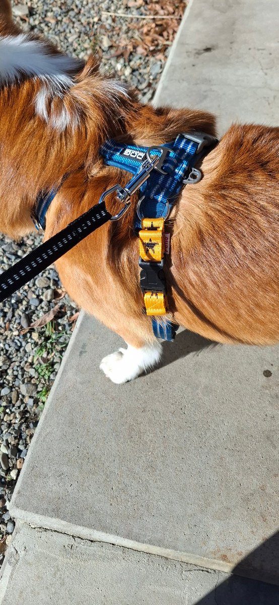 コタタさんハーネス直って良かったね😇