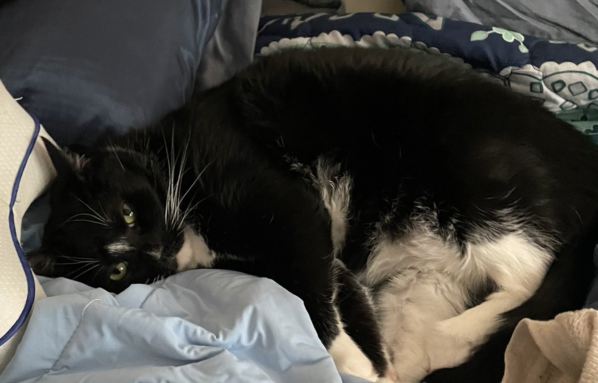 mikep_fit's tweet image. What? Oh yeah human go cook me some food.