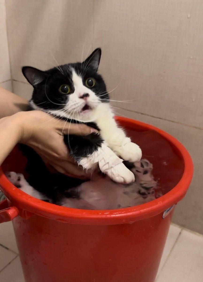 Punch Cat tweet media