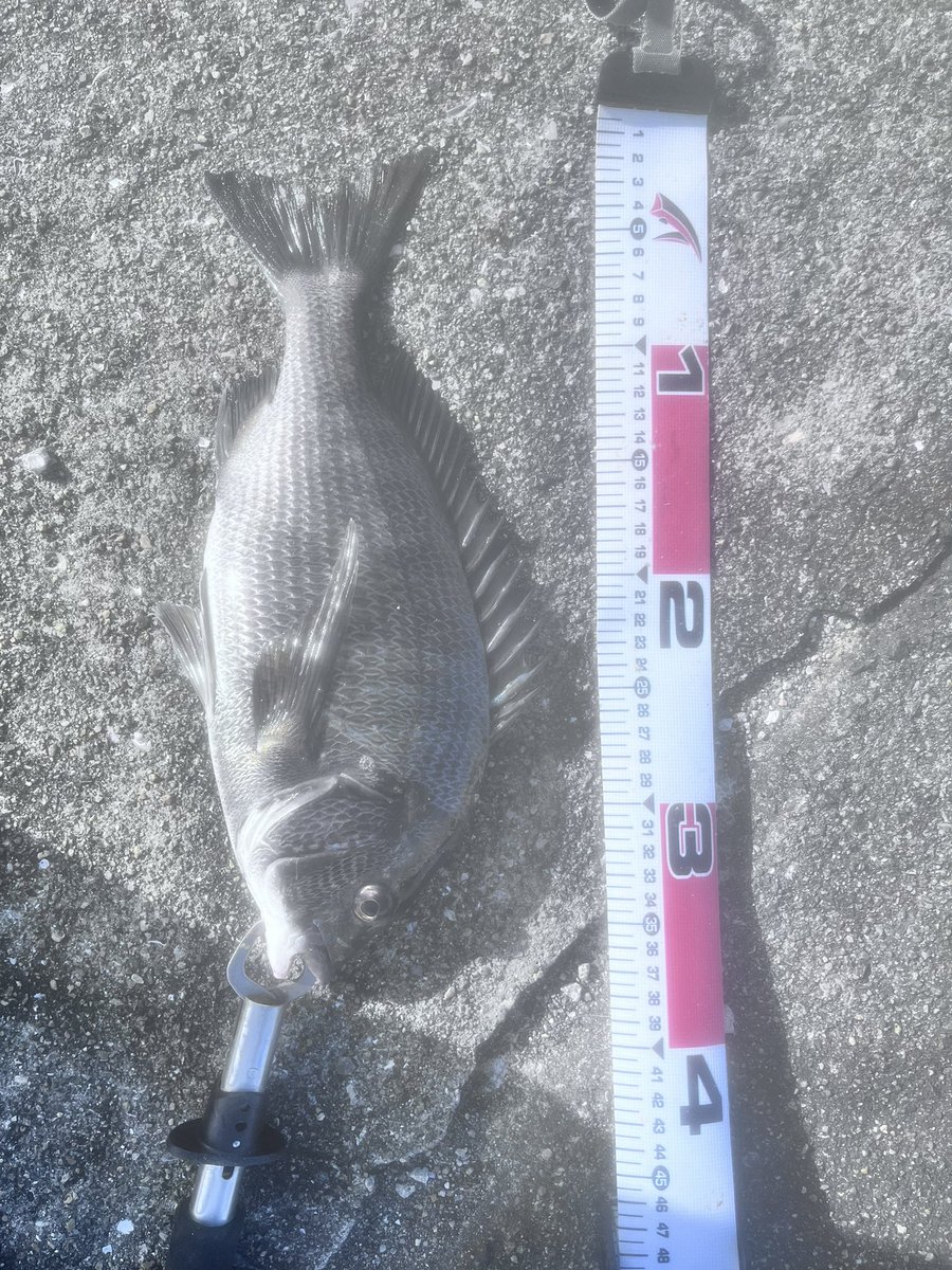 tekapu_twitch's tweet photo. 刺身と煮付けとあら汁にして食べます https://t.co/cStTvt610J