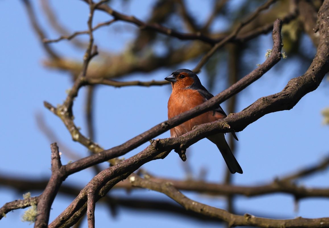 Someone looks like they wintered well. A rotund chaffinch / pahirini (Fringilla  coelebs), resting his guts on the branch - I'd do that too if I was a  bird. Bird #61 in 2024.

#nzbirds #BirdsSeenIn2024 #NewZealand #birding #birdwatching