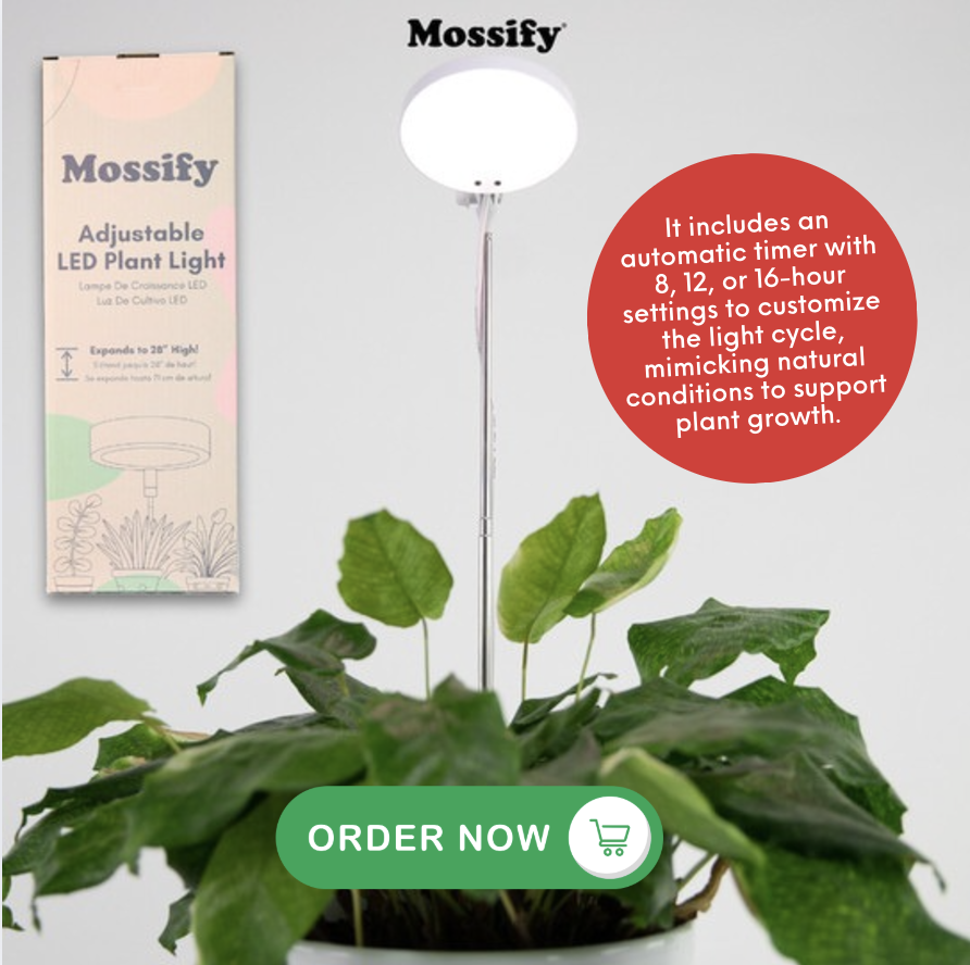 plantaddicts's tweet image. This versatile light ensures your plants receive the perfect amount of illumination for optimal growth, no matter where they are placed. 🌱 #PlantCare #LEDPlantLight #IndoorPlants #PlantLovers #GreenThumb #PlantAddicts
plantaddicts.com/mossify-adjust…