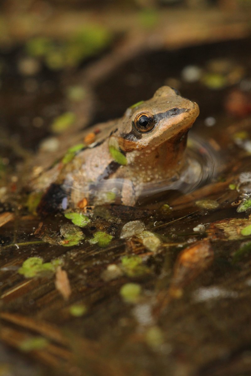 Nature Canada (@naturecanada) on Twitter photo Help protect an area that contains more rare species than anywhere else in Ontario!
Sign here for Ojibway National Urban Park:
connectivity.wildlandsleague.org/ojibway-nation…
<a href="/WildlandsLeague/">Wildlands League</a>
#NationalUrbanPark Help protect an area that contains more rare species than anywhere else in Ontario!
Sign here for Ojibway National Urban Park:
connectivity.wildlandsleague.org/ojibway-nation…
<a href="/WildlandsLeague/">Wildlands League</a>
#NationalUrbanPark