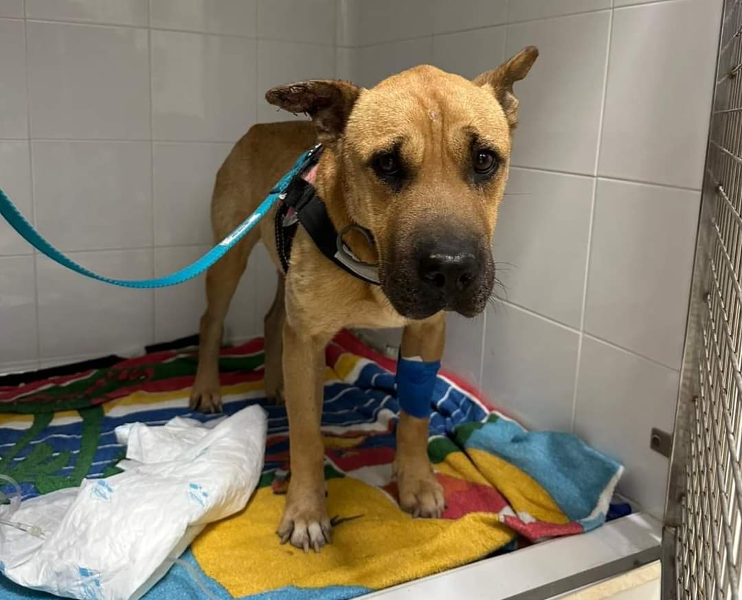 Es una imagen tan desoladora la de esta pobre perrita enferma y en la perrera hasta que ya está casi desahuciada ni ni siquiera puede pasar en una familia lo que le quede de vida 💔😢😭
Copio :
Sharito está ingresada... Sí, lo sé, la decisión de despedirse de ella para siempre la