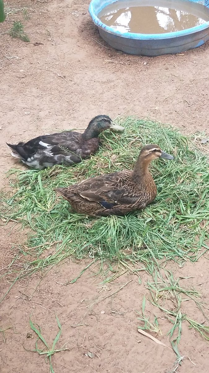 DDB_Windex's tweet photo. @potato_personal Some quackers 🦆🦆 https://t.co/59U4yiwXq5