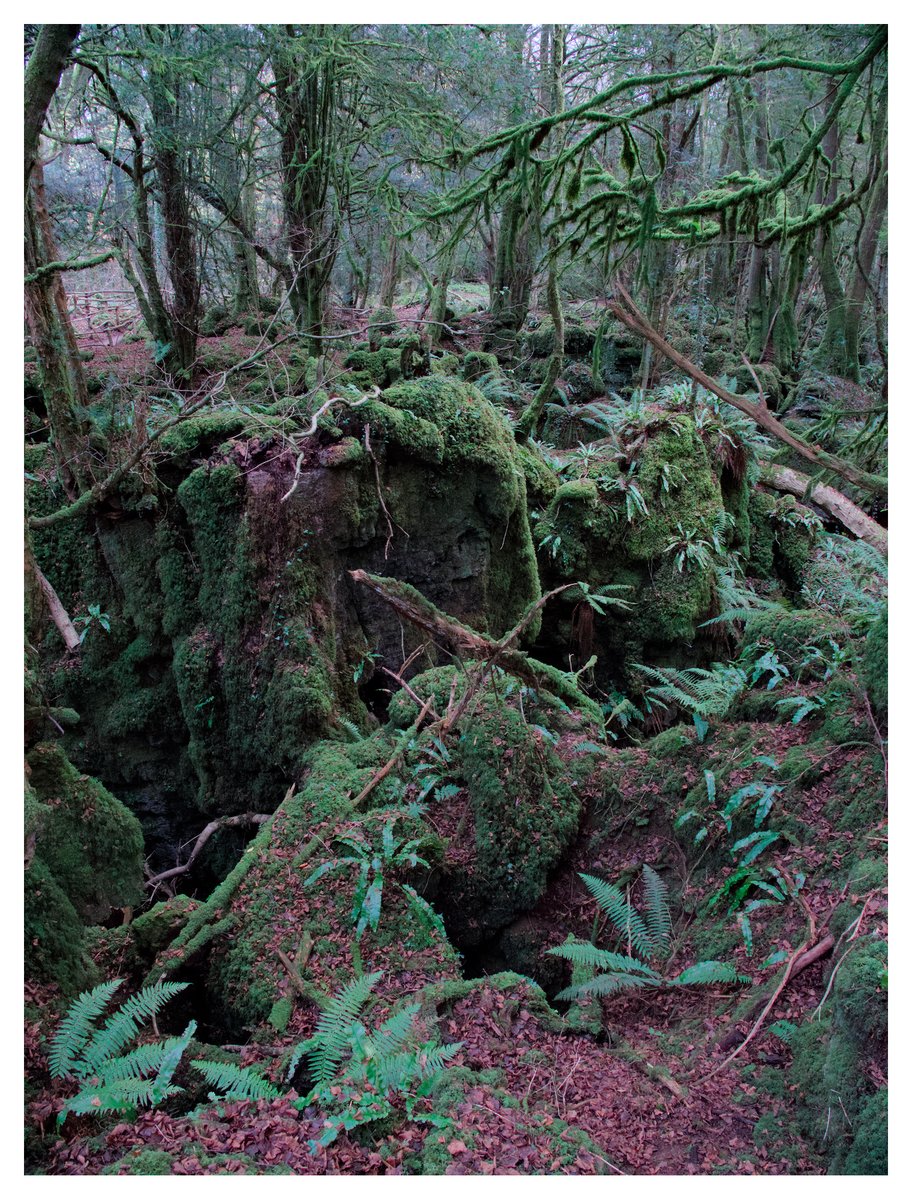 Puzzlewood, Forest of Dean. More photos at davidemoltisanti.com/puzzlewood/