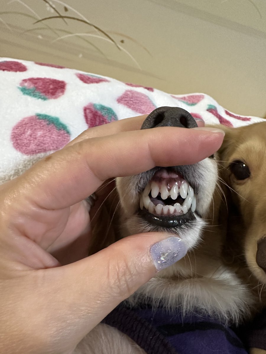 siawase1717's tweet image. おはワンコ🐶

#きょうのわんこ