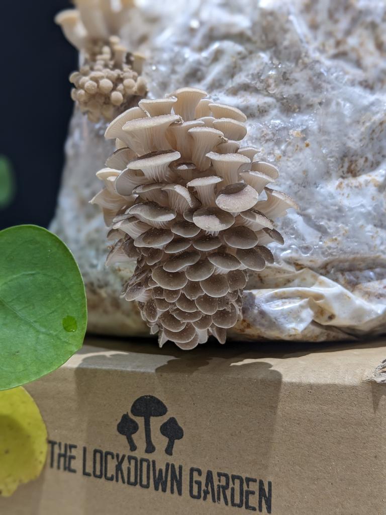 The Lockdown Garden (@gardenlockdown) on Twitter photo 