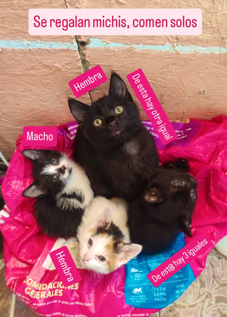 itsdelahoz's tweet photo. Estos michitos buscan un hogar, por favor ayúdame a difundir 🥹🤍 https://t.co/3t8jwyBF5N