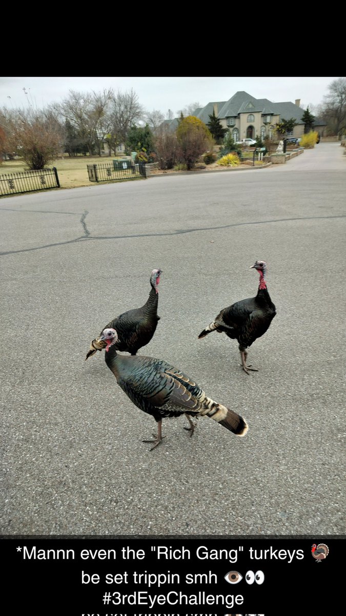 ducekdiggitty (@ducekdiggitty) on Twitter photo 