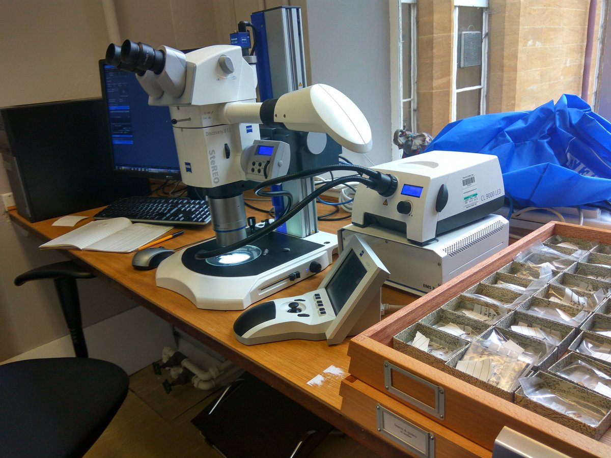 Gracie Price (@magnifyzoology) on Twitter photo #Museum30 Day 27 - Discovery
I discovered a love for repetitive museum work during my placement photographing insects trapped within resin for a researcher <a href="/morethanadodo/">Oxford University Museum of Natural History</a> and now I get to spend lots of my day split between cleaning up data and researching interesting ceramics! #Museum30 Day 27 - Discovery
I discovered a love for repetitive museum work during my placement photographing insects trapped within resin for a researcher <a href="/morethanadodo/">Oxford University Museum of Natural History</a> and now I get to spend lots of my day split between cleaning up data and researching interesting ceramics!