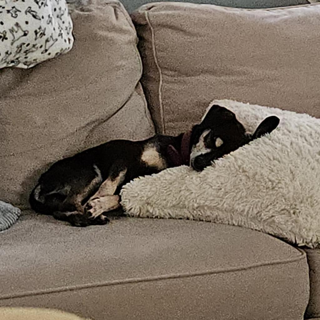 HWAHSeniorPets's tweet photo. Meet George Clooney! No, not that one. A 12 year old Chihuahua. He weighs 9 lbs.
His eye sight is not great but he can hear and get along fine outside and on stairs.
George is fostered by Reeds Rescue in Parkton, MD. For more info visit https://t.co/nhNaHgY0wE.
#Readytoadopt https://t.co/aNdNPcDhAY