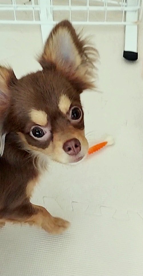 w3eIpL6k9XpiBWH's tweet image. おはようございます☀
今日は2頭目の通院日🐾
来月頭に手術予定だったけど、グレード3がグレード2〜2.5くらいになり、パテラが安定して調子が良いので回避できそう✨
サプリの効果を実感中💊
継続してサポートしていきます！

#チワワ #犬の健康 #パテラ #犬好きさんと繋がりたい #サプリ効果